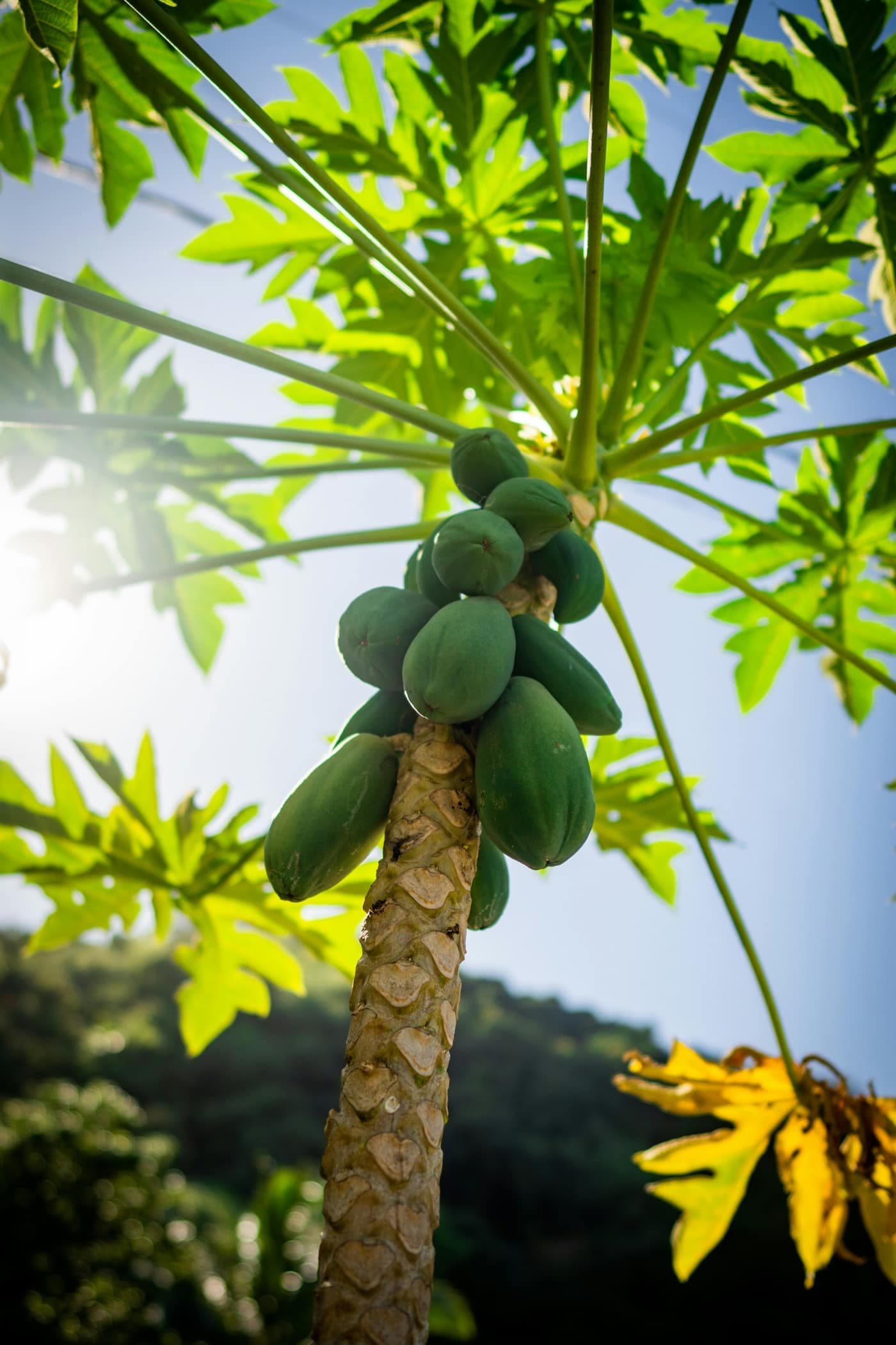 A cluster of green papayas growing on the trunk of a papaya tree in sunlight