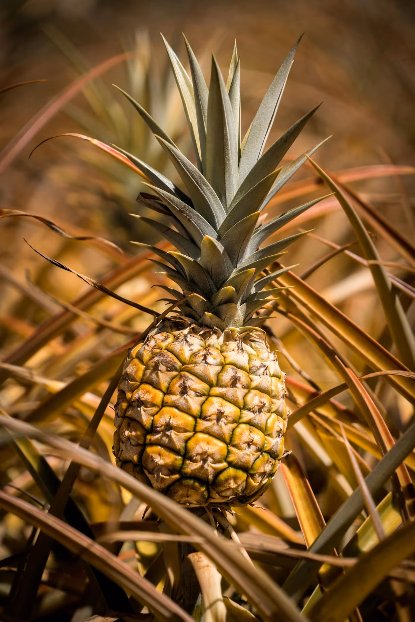 A ripening pineapple growing from the leaf rosette of its plant in a sunlit field