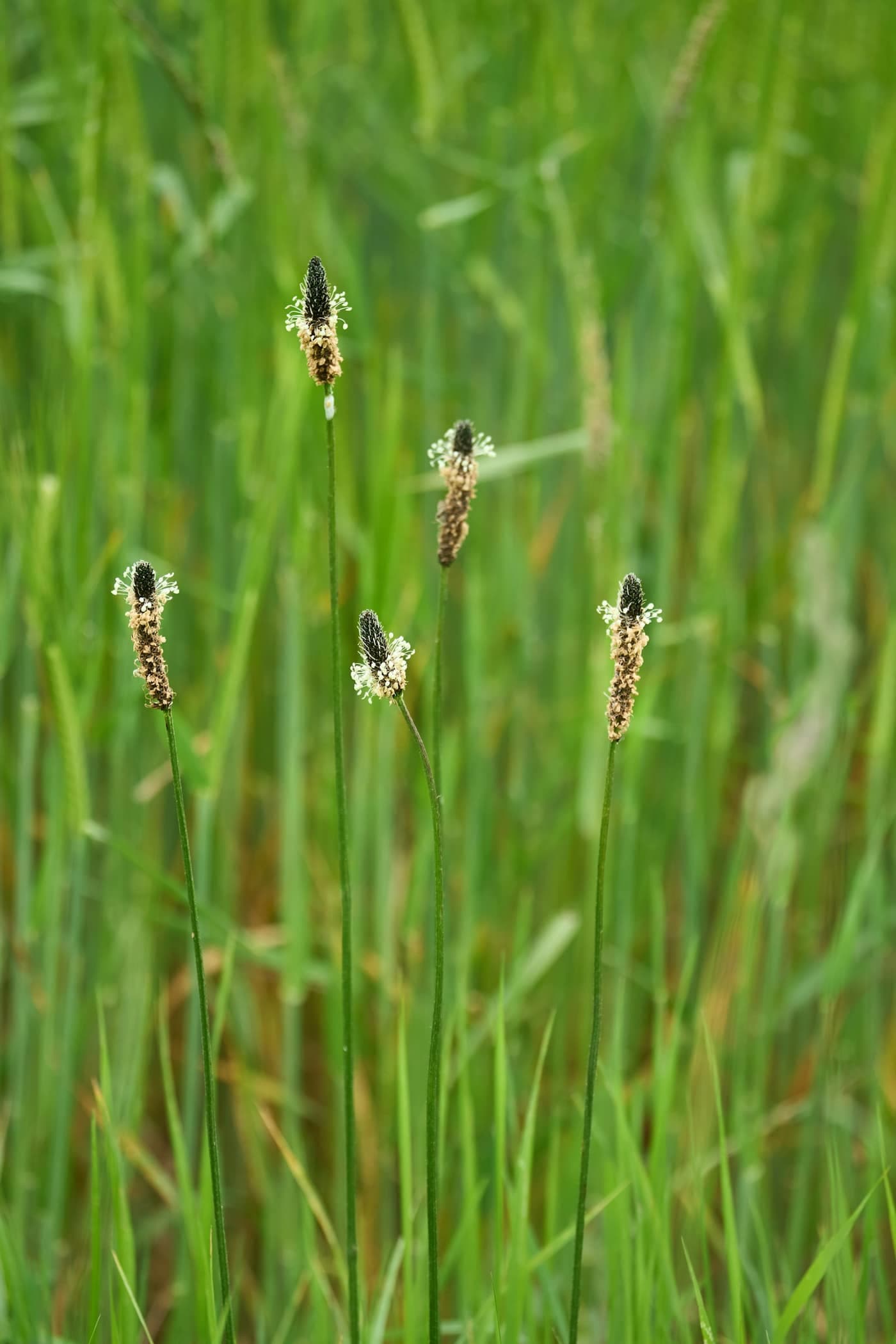 Tall Plantago flowering seed-spikes in a grassy field — the same genus as isabgol (Plantago ovata), grown for its seed husk
