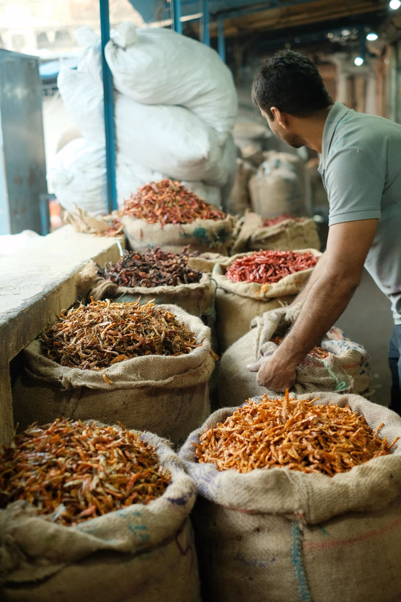 A man in a grey polo shirt sorting through open jute sacks of dried red chillies at a spice trading yard, with a large stitched cloth sack of produce behind him