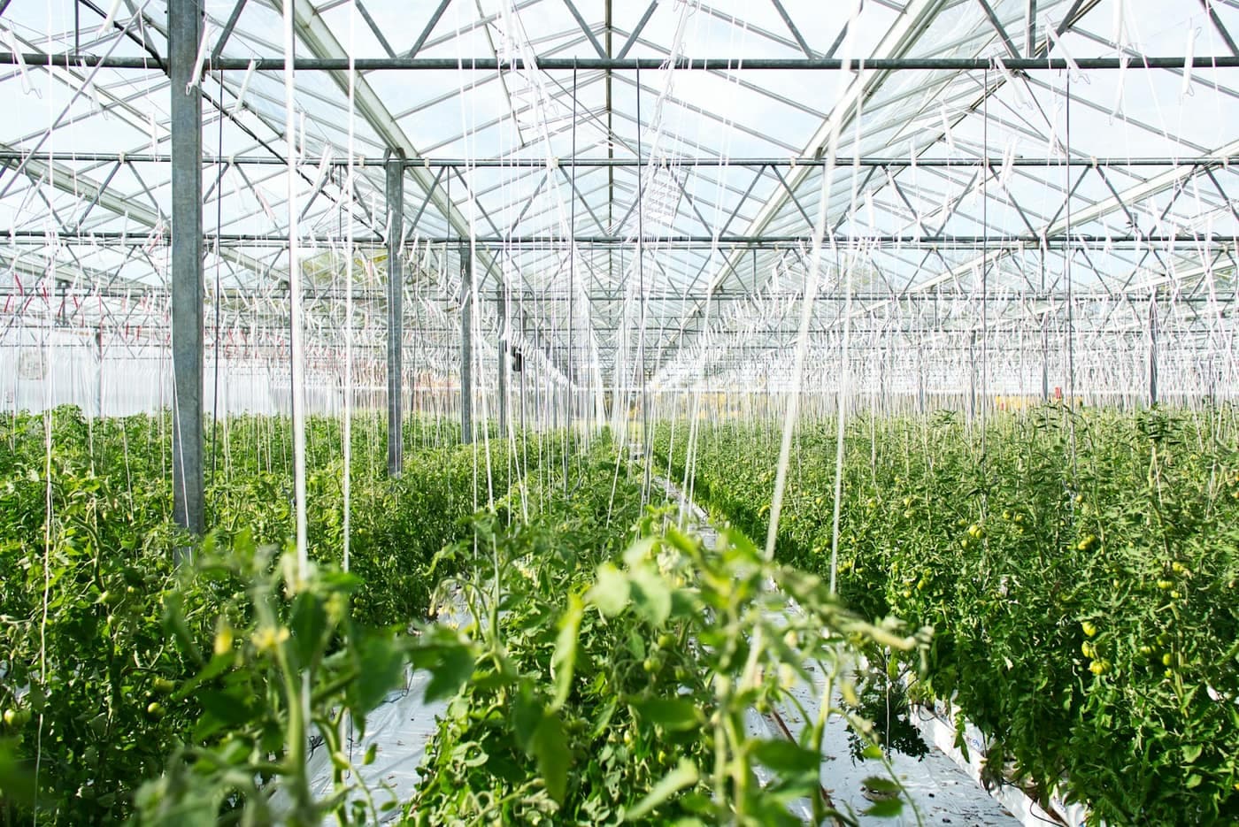 Rows of trellised tomato plants growing inside a large glass-and-steel poly-house greenhouse