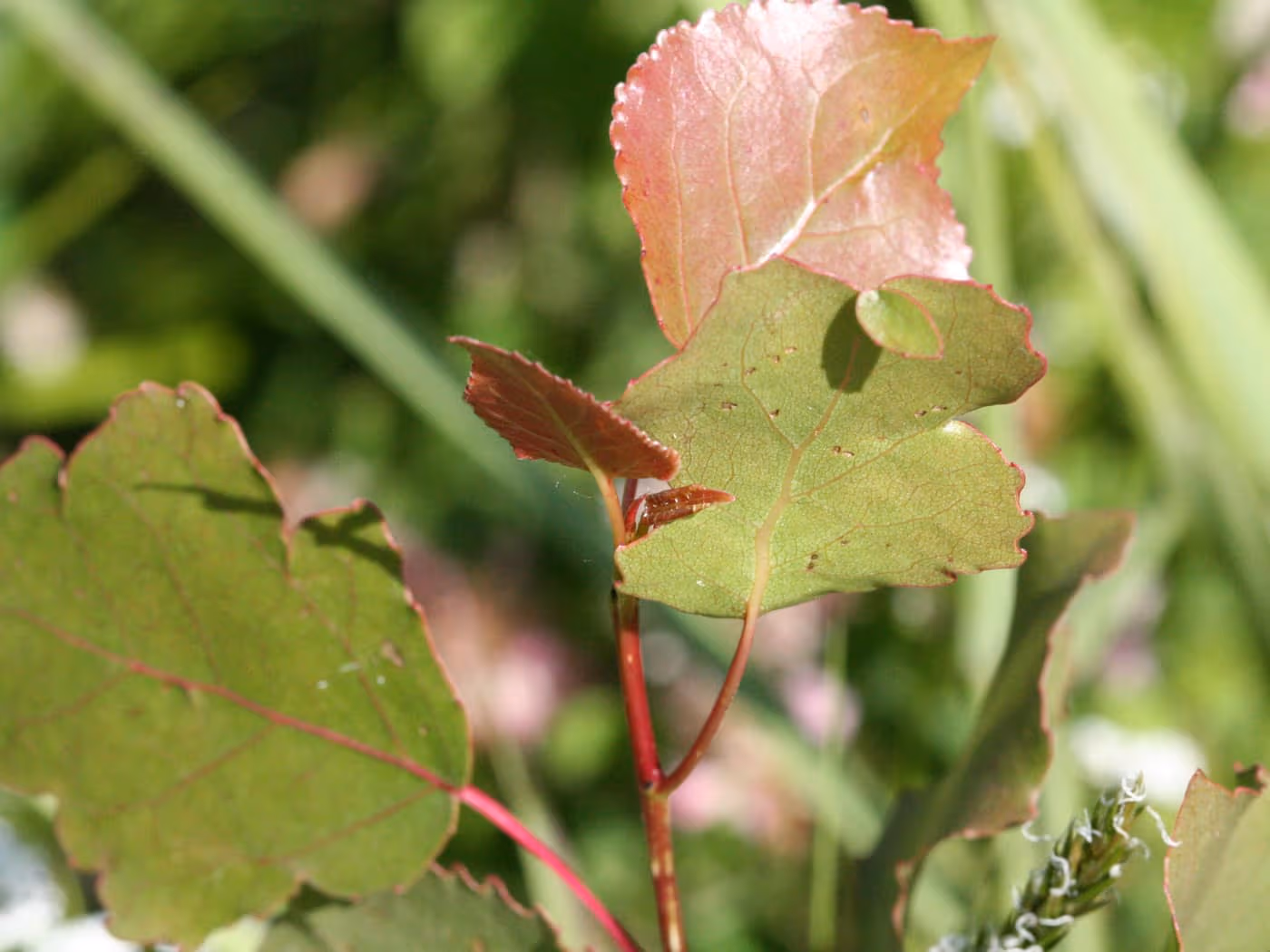 Close-up of young Populus deltoides (poplar) leaves showing their characteristic heart-shaped form with reddish veins and pink-tinged edges — photo courtesy Wikimedia Commons, CC BY 2.0