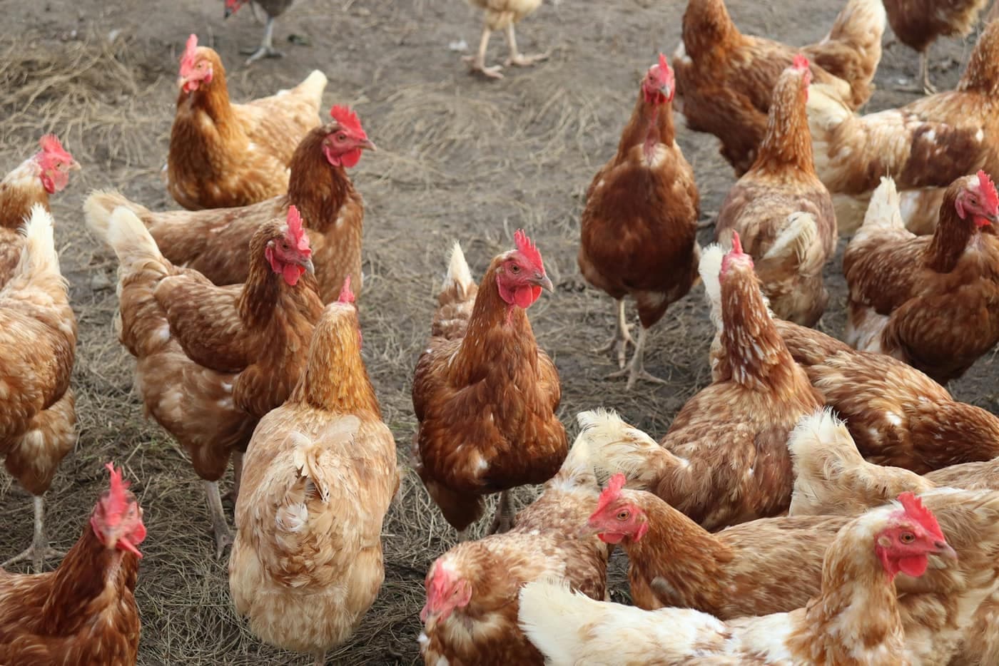 A flock of brown hens crowded together on bare ground in a poultry yard