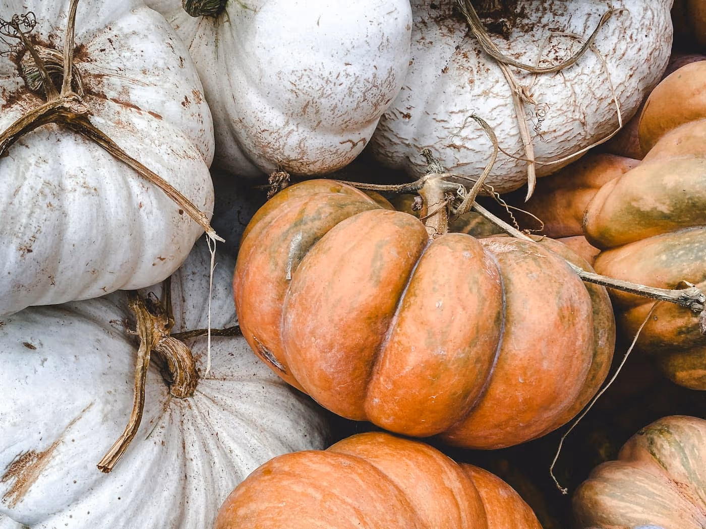 A pile of harvested white and orange pumpkins (kaddu) with dried vine stems attached