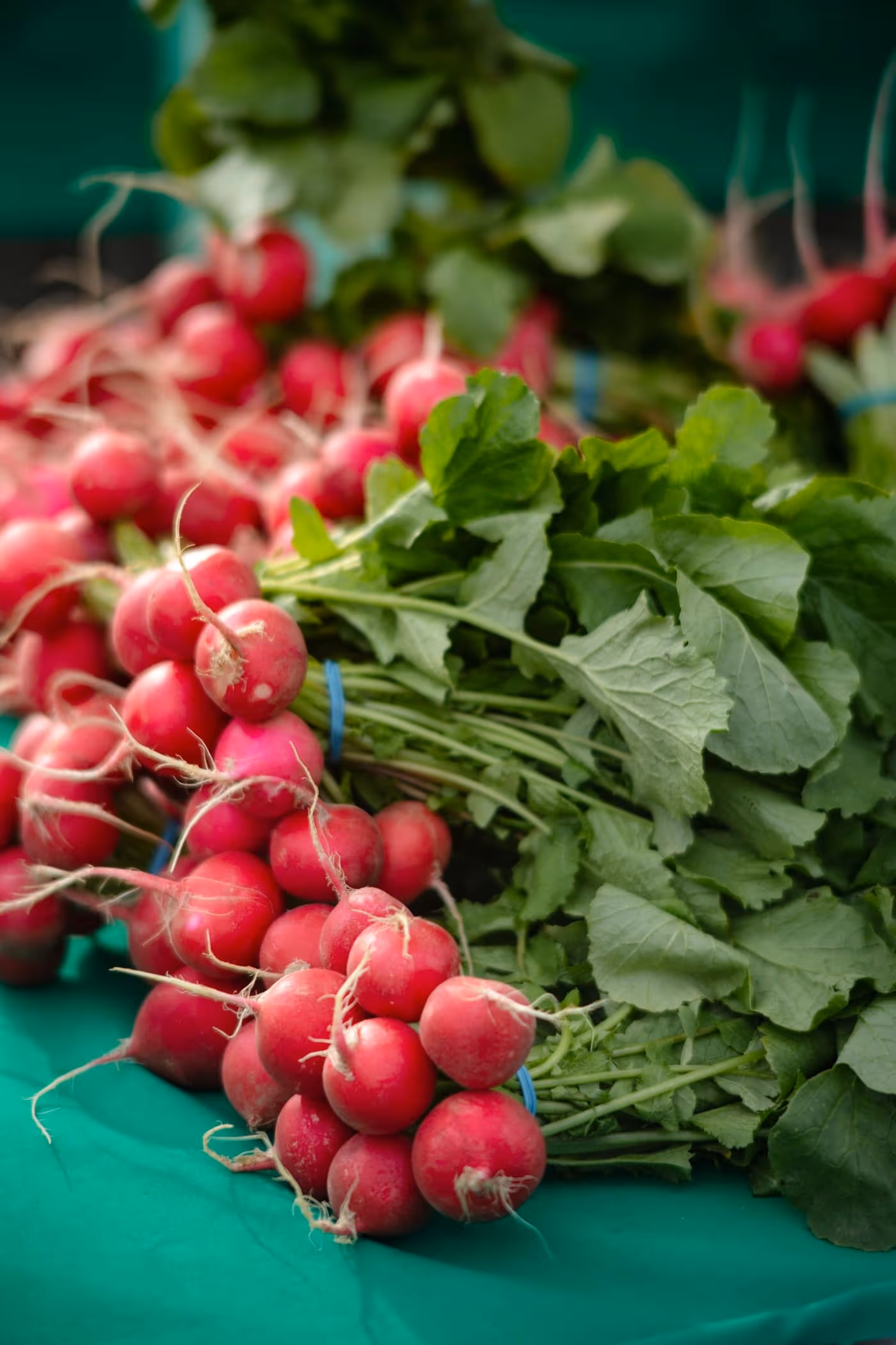 Bunches of freshly pulled red radishes with their green tops tied together at a market