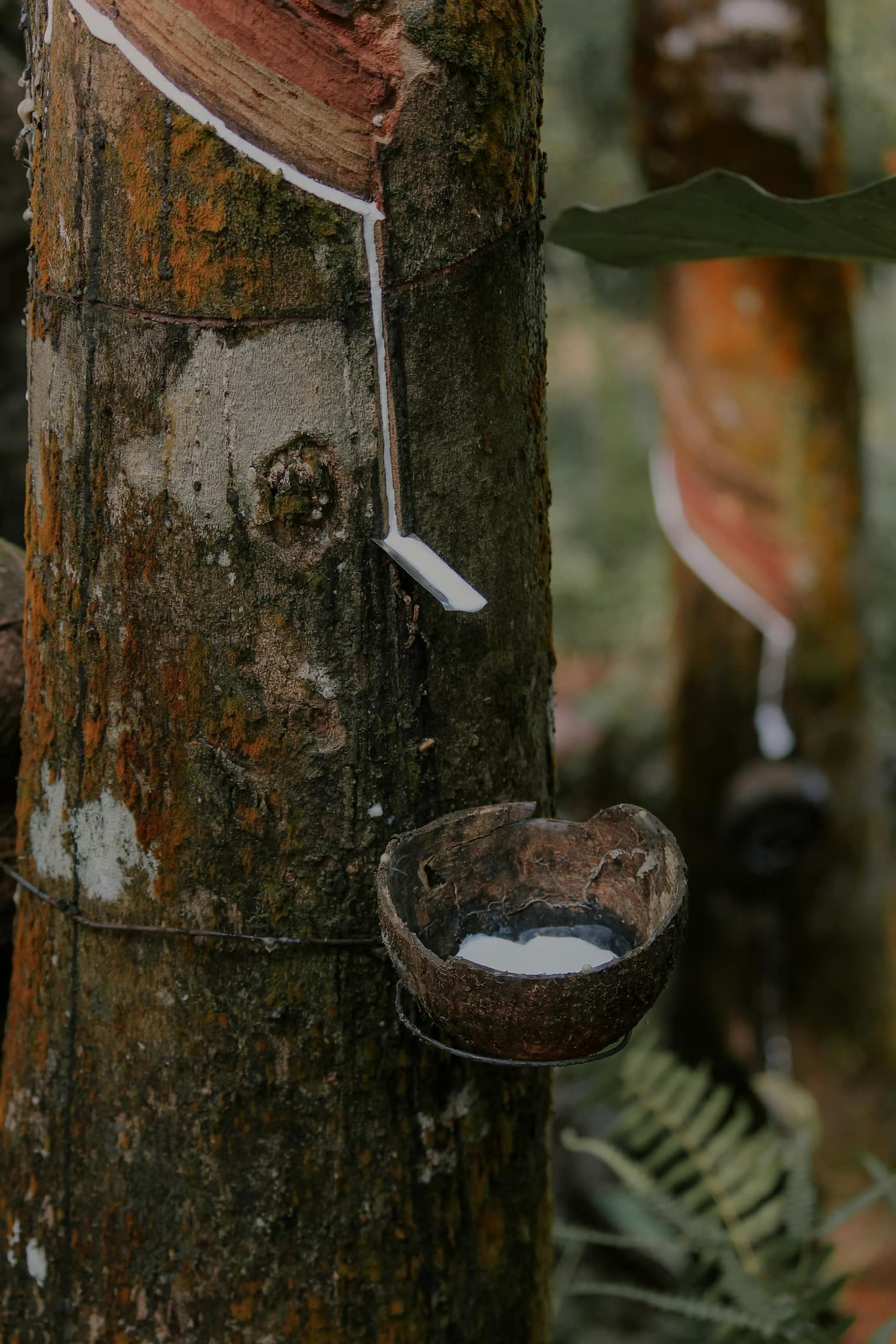 White latex sap running down a fresh diagonal tapping cut on a rubber tree trunk into a half-coconut-shell collection cup