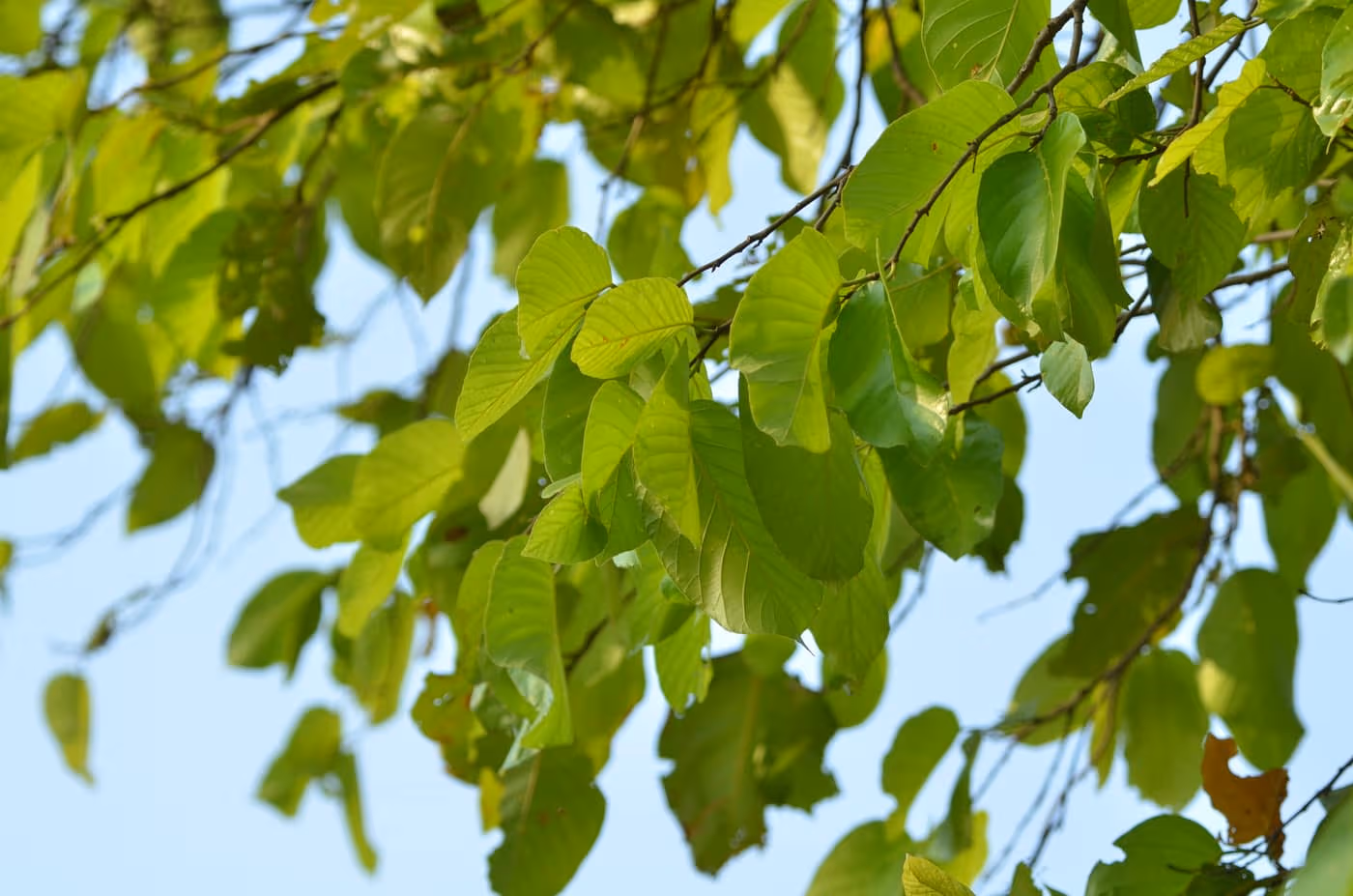 Dense green foliage of a mature Shorea robusta (sal) tree in Kanha National Park, Madhya Pradesh — photo courtesy Wikimedia Commons (FarEnd2018), CC BY-SA 4.0