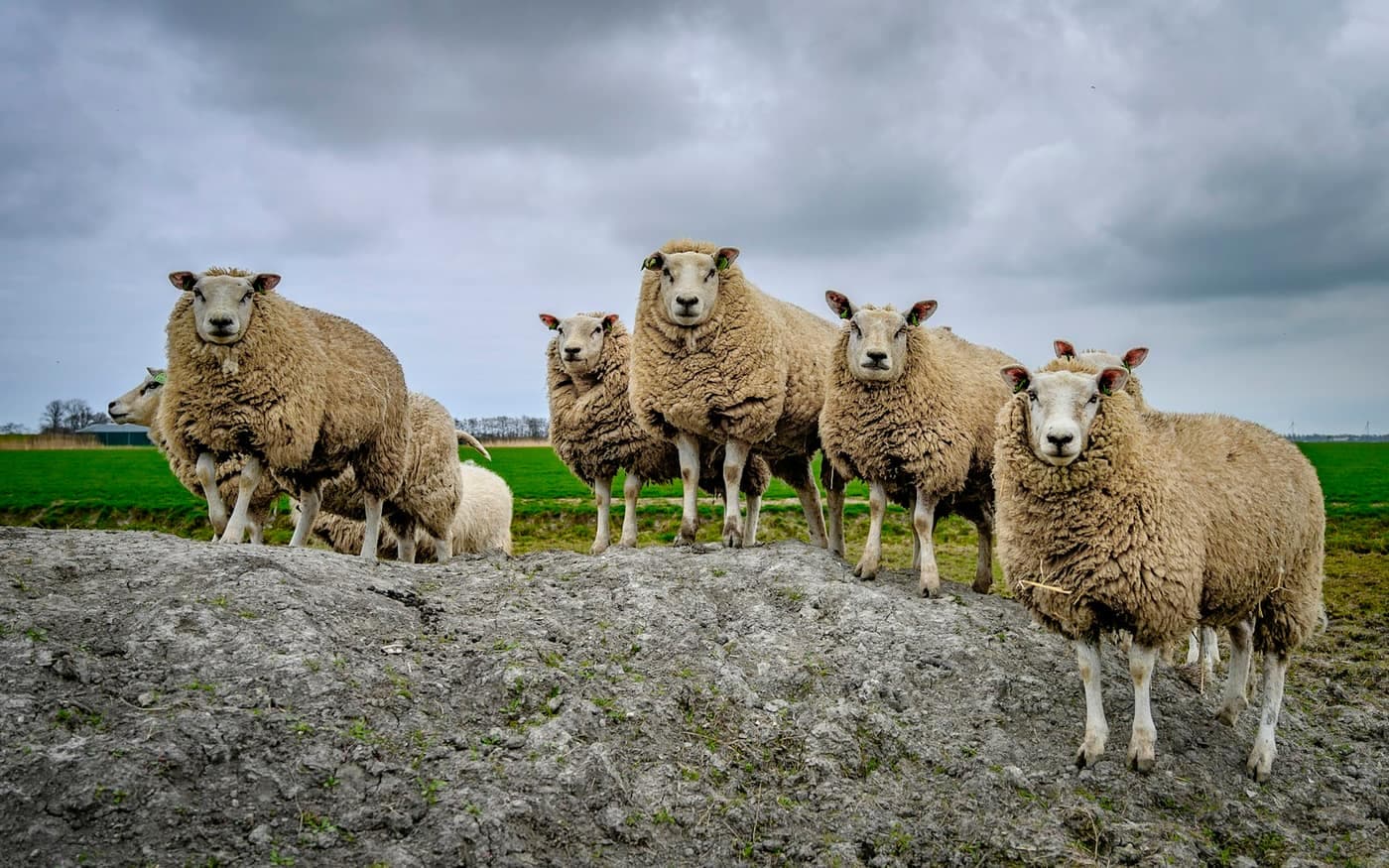 A small flock of woolly sheep standing together on a grassy mound under a cloudy sky