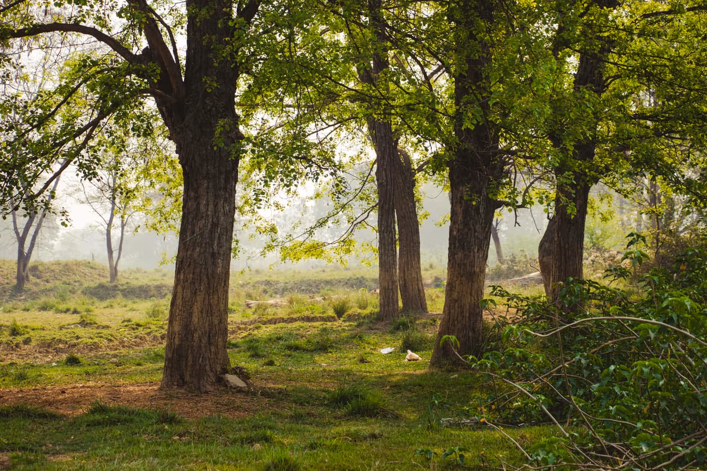 A grove of mature Dalbergia sissoo (sheesham/shisham) trees with their furrowed grey-brown bark and light canopy in an open field — photo courtesy Wikimedia Commons, CC BY-SA 4.0