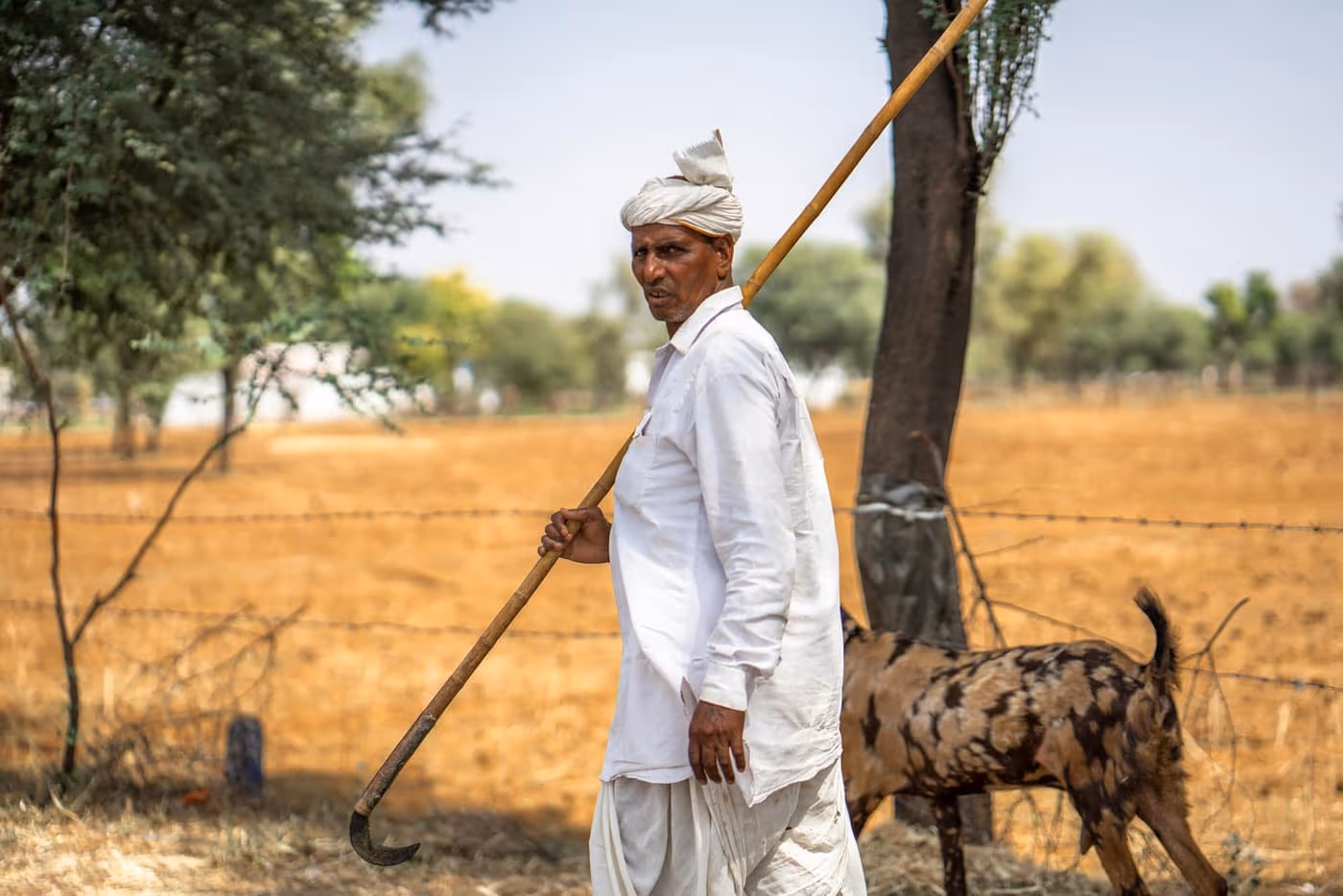 A farmer in a white turban walking beside his goat along a fenced field