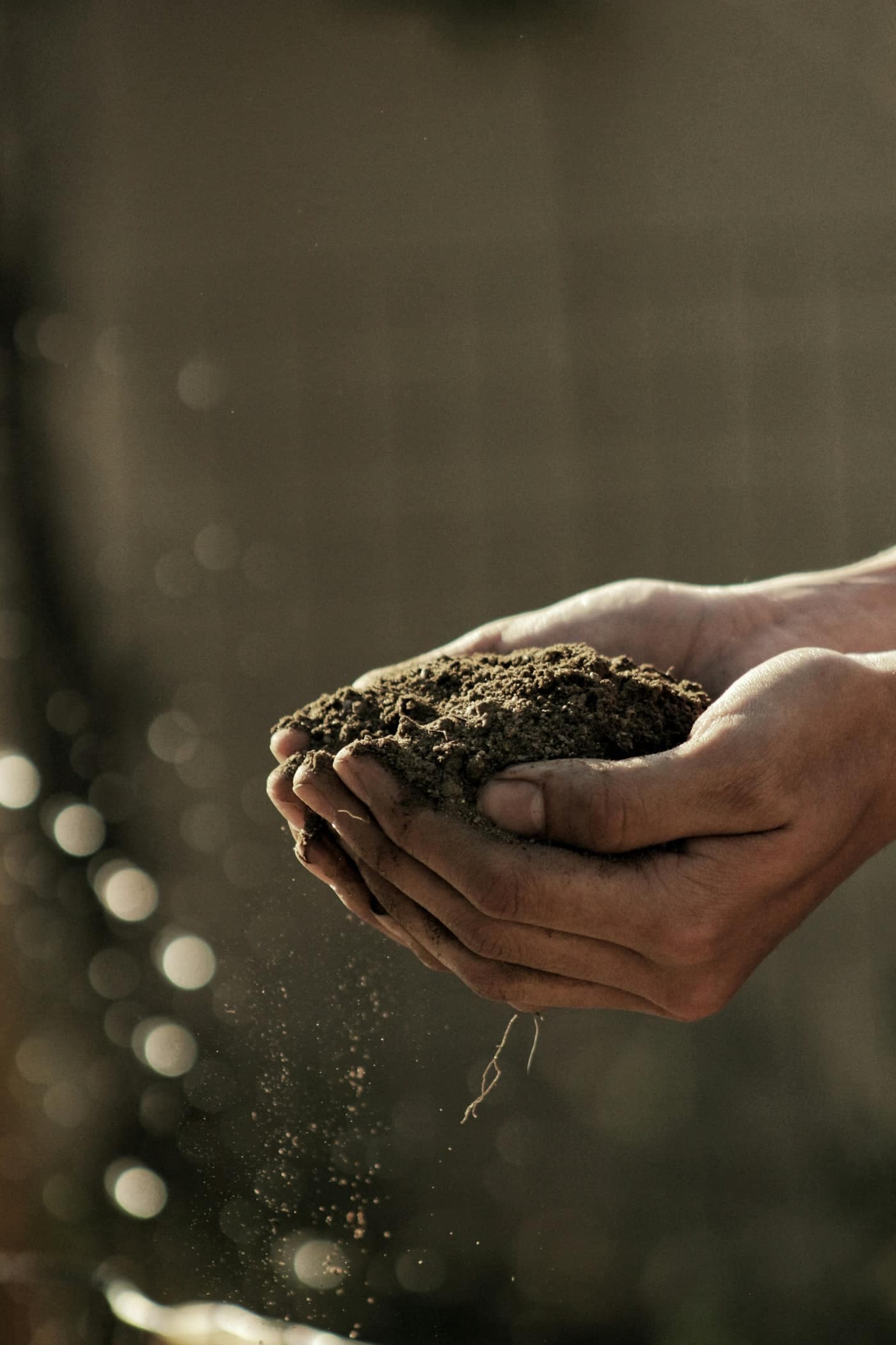 Two cupped hands holding a mound of crumbly soil, lit from behind