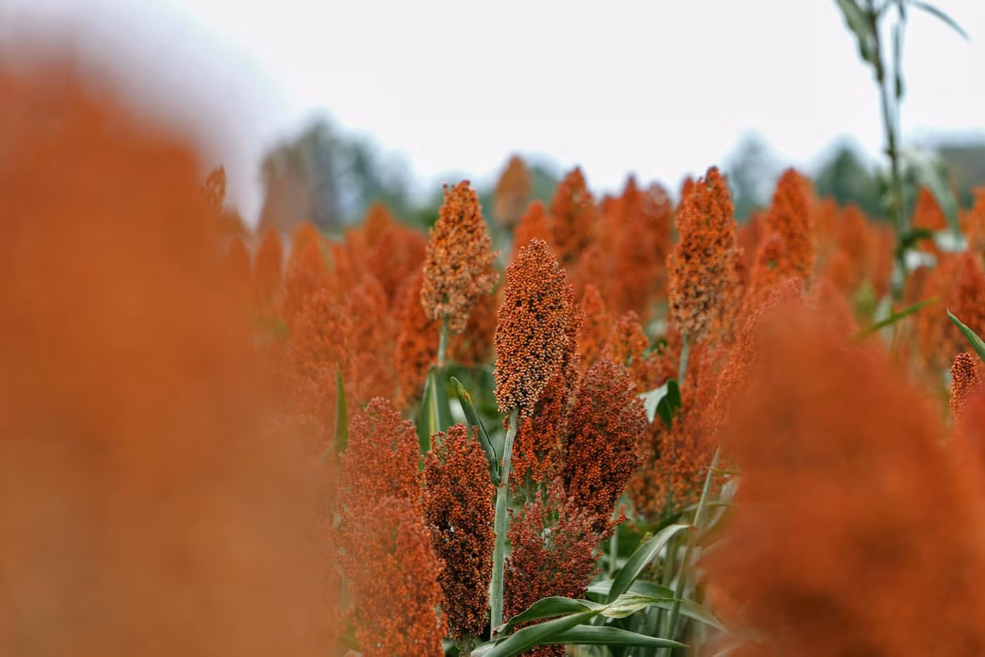 A field of deep-red, ripe sorghum (jowar) plants ready for harvest