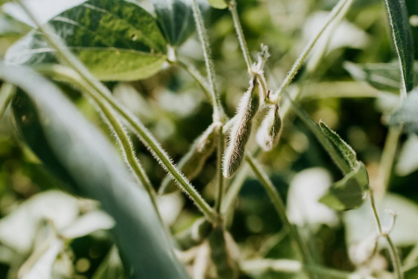 Fuzzy green soybean pods hanging in clusters on the plant