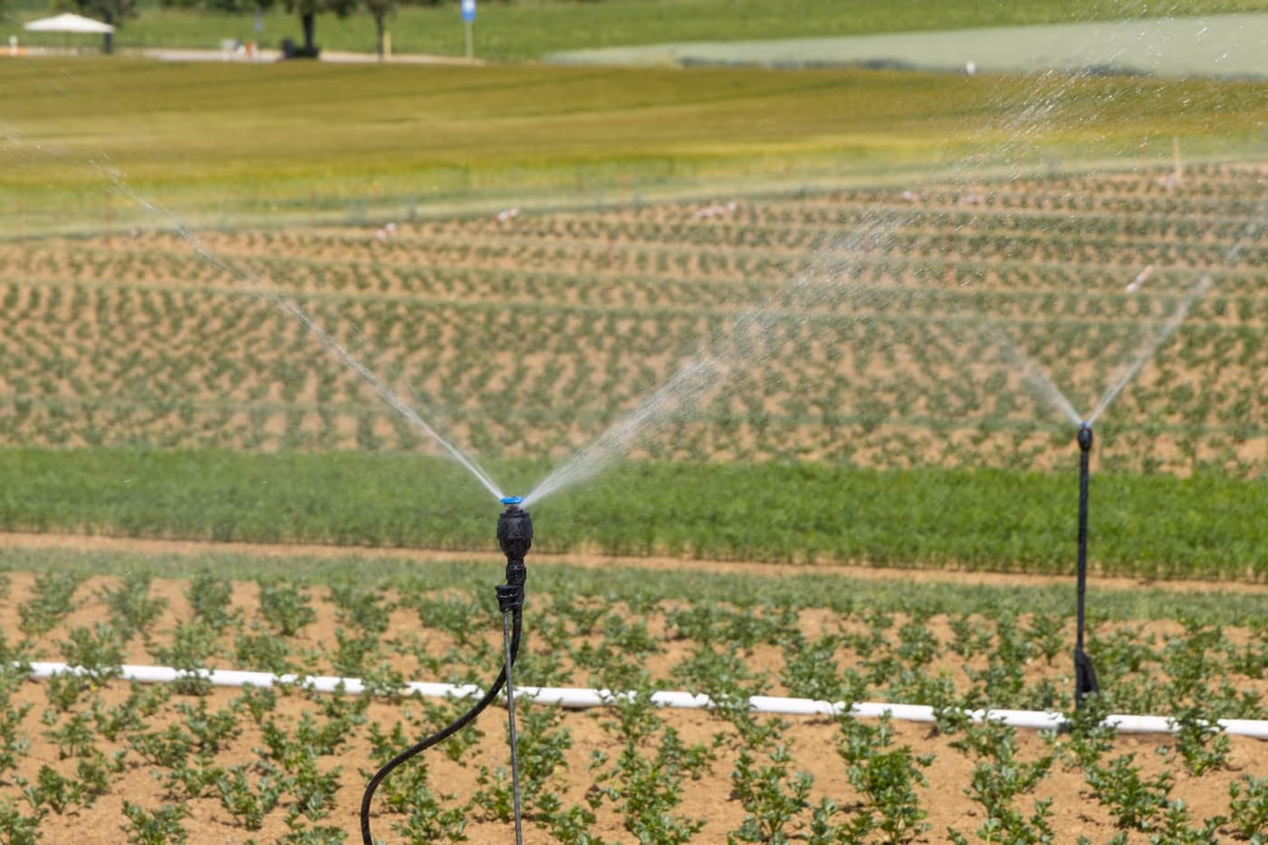Two upright sprinkler heads spraying water over rows of a young crop