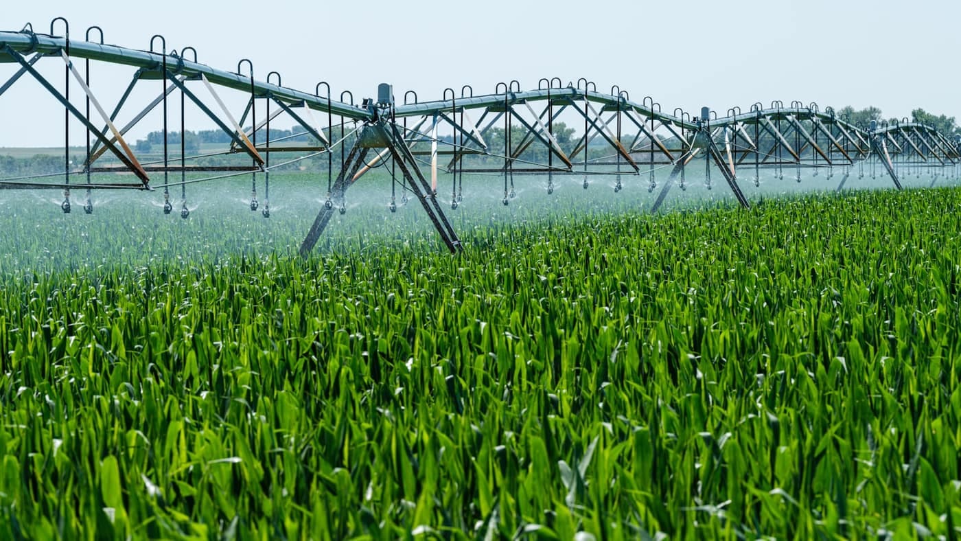 A centre-pivot irrigation system spraying water over a bright green cereal field in daylight