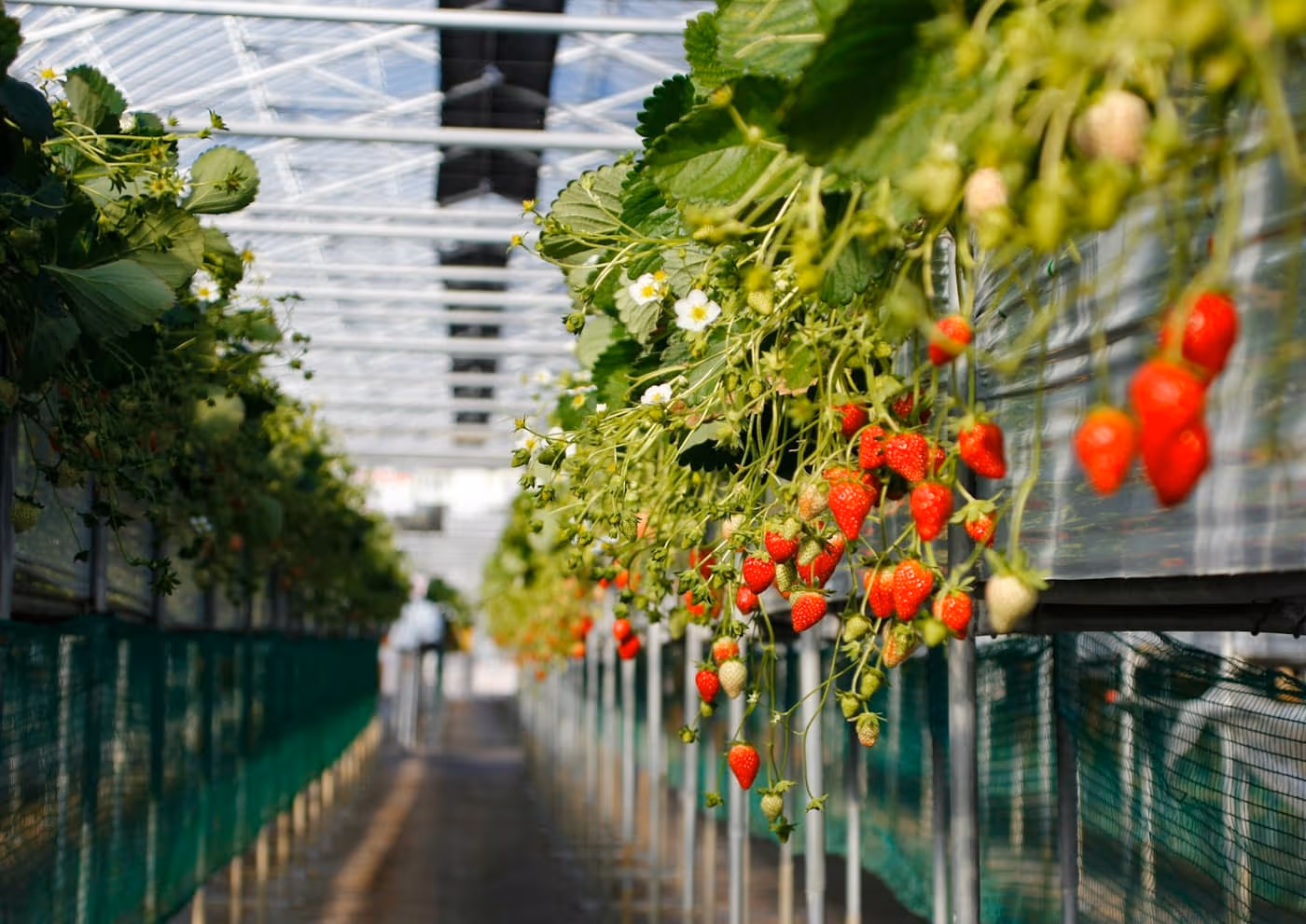 Rows of strawberry plants trained along a protected-cultivation tunnel, with white flowers and ripe red berries hanging from the vines