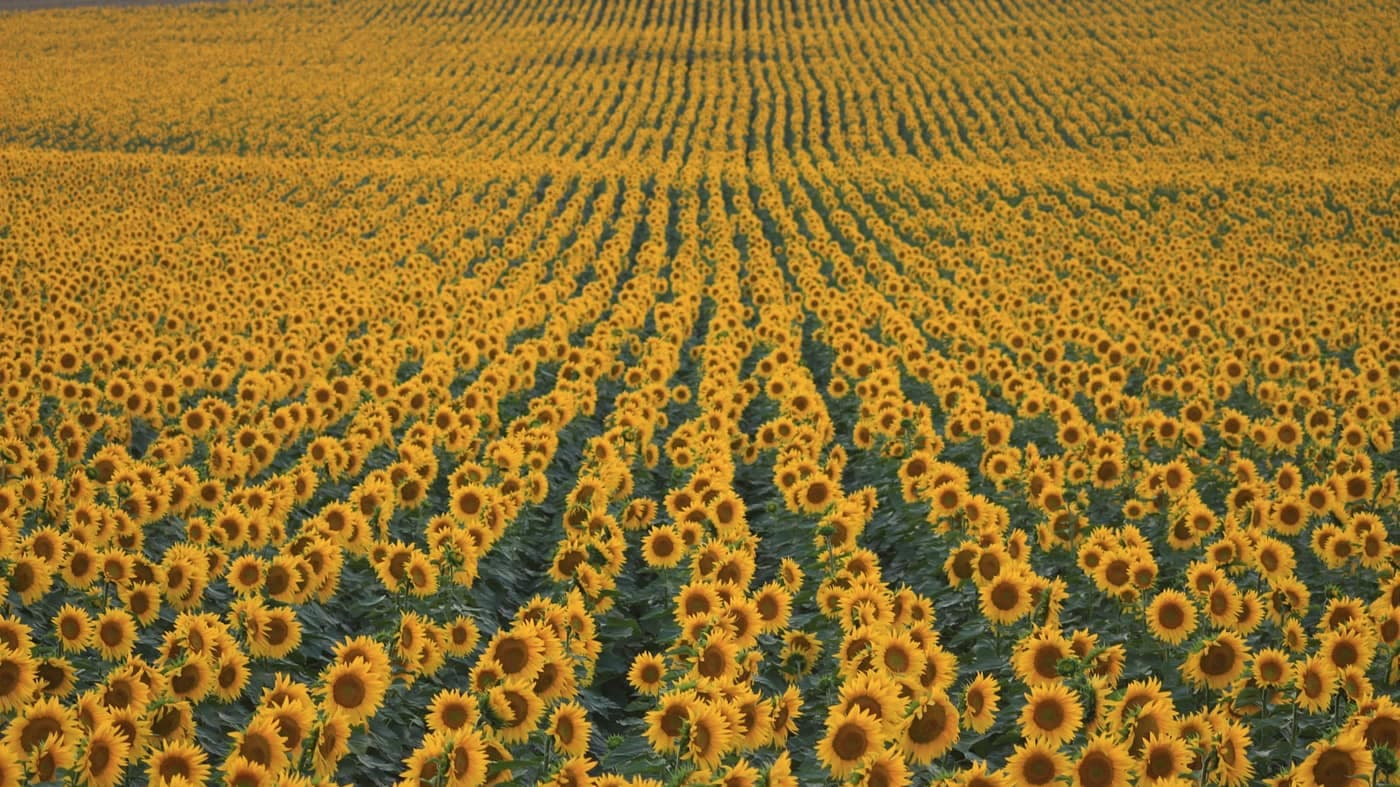 Long converging rows of sunflowers in full bloom stretching across a field