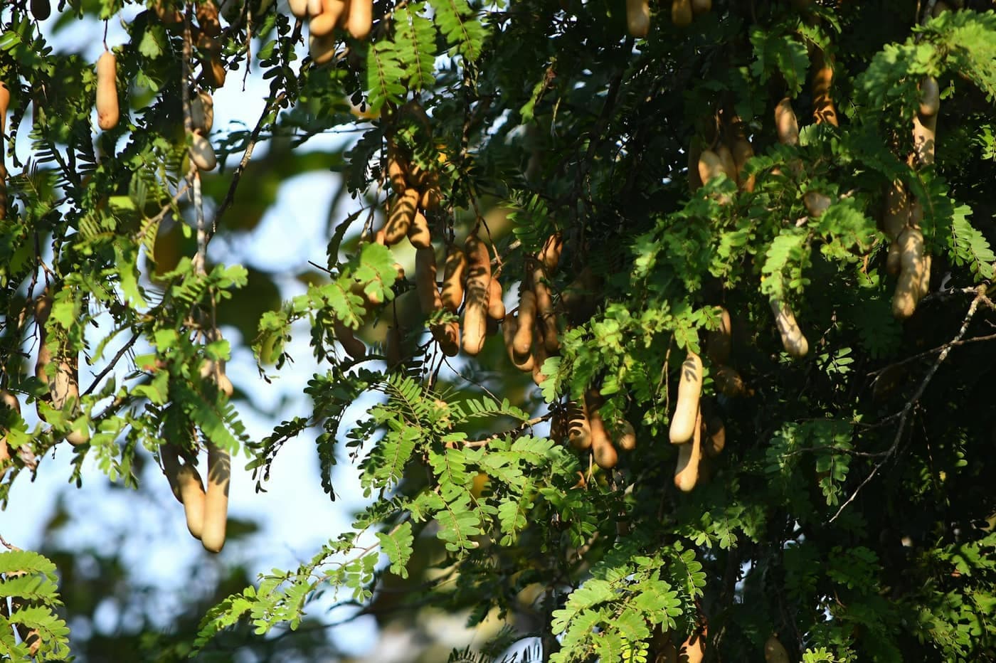 A cluster of brown, curved tamarind pods hanging on the tree among green leaves
