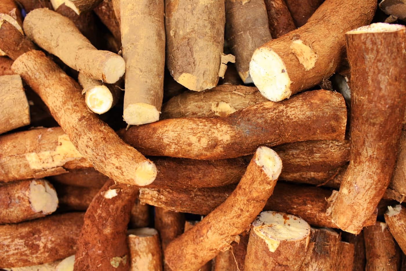 A pile of freshly harvested tapioca (cassava) roots with their brown skin and white cut ends visible
