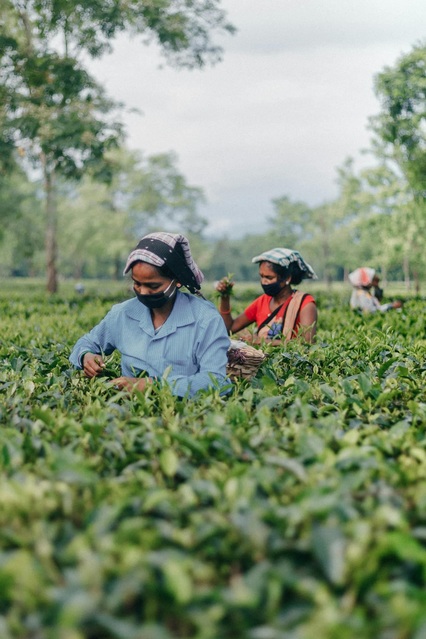 Workers plucking tea leaves by hand in a green tea garden