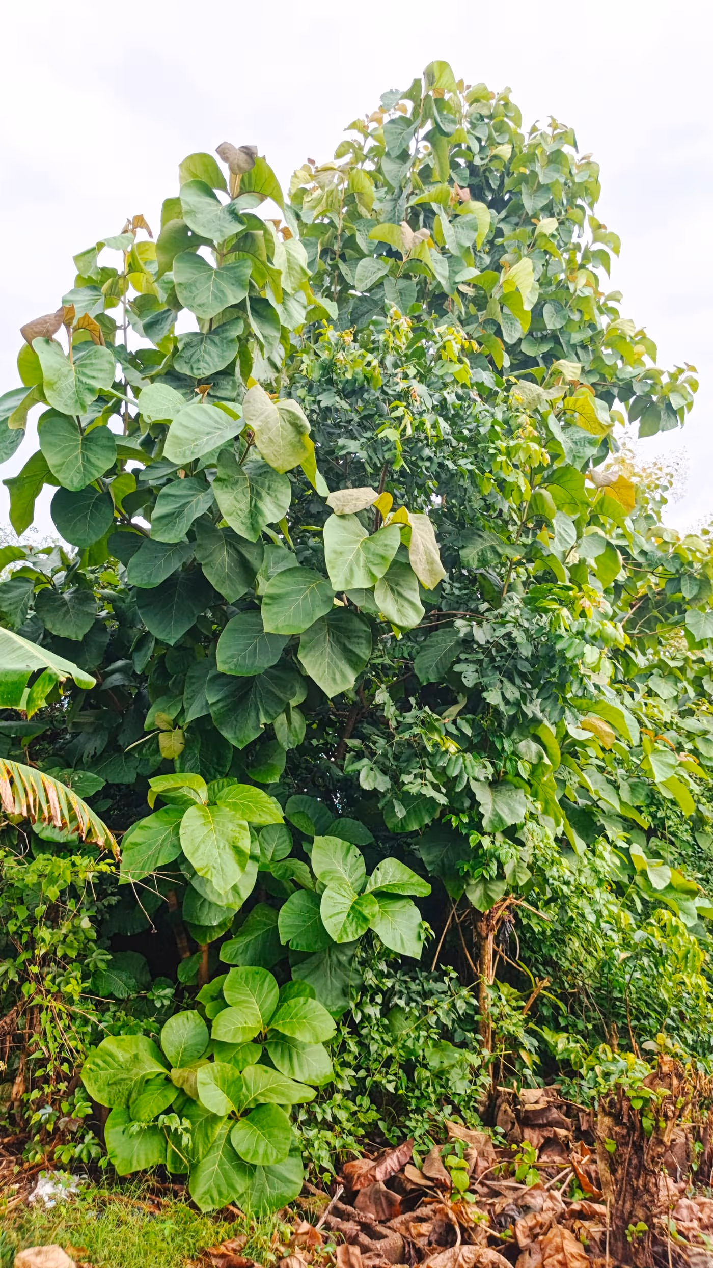A young Tectona grandis (teak) tree showing its characteristic large, broad heart-shaped leaves — photo courtesy Wikimedia Commons, CC BY-SA 4.0