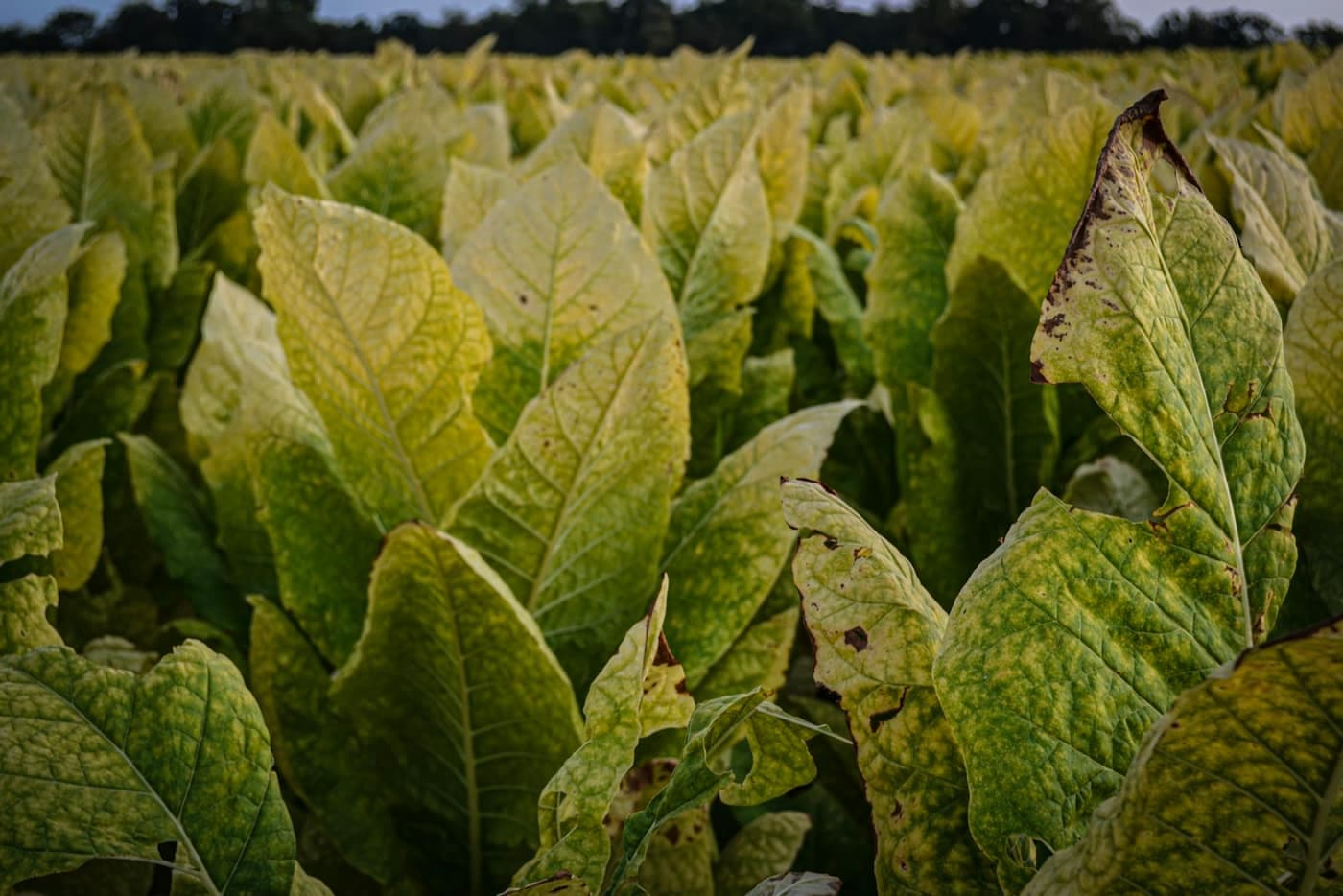 Close-up of broad, ripening tobacco leaves in a field, showing the thick veining and yellow-green mottling of leaf approaching harvest