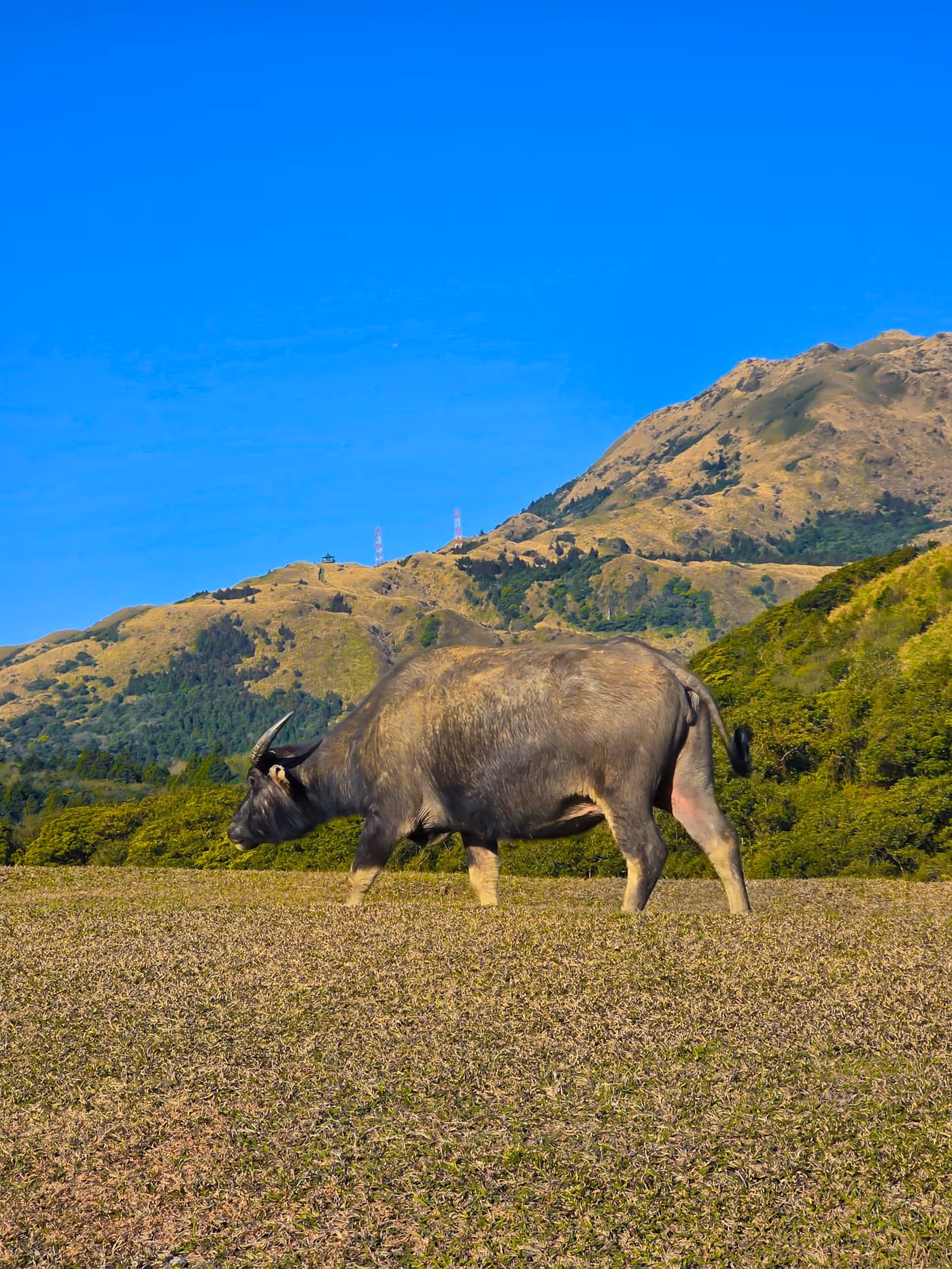 A water buffalo walking across a grassy upland field with forested hills behind it