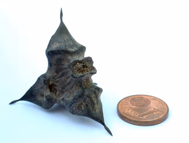 A single dried, spiny black water chestnut (singhara) fruit shown next to a coin for scale