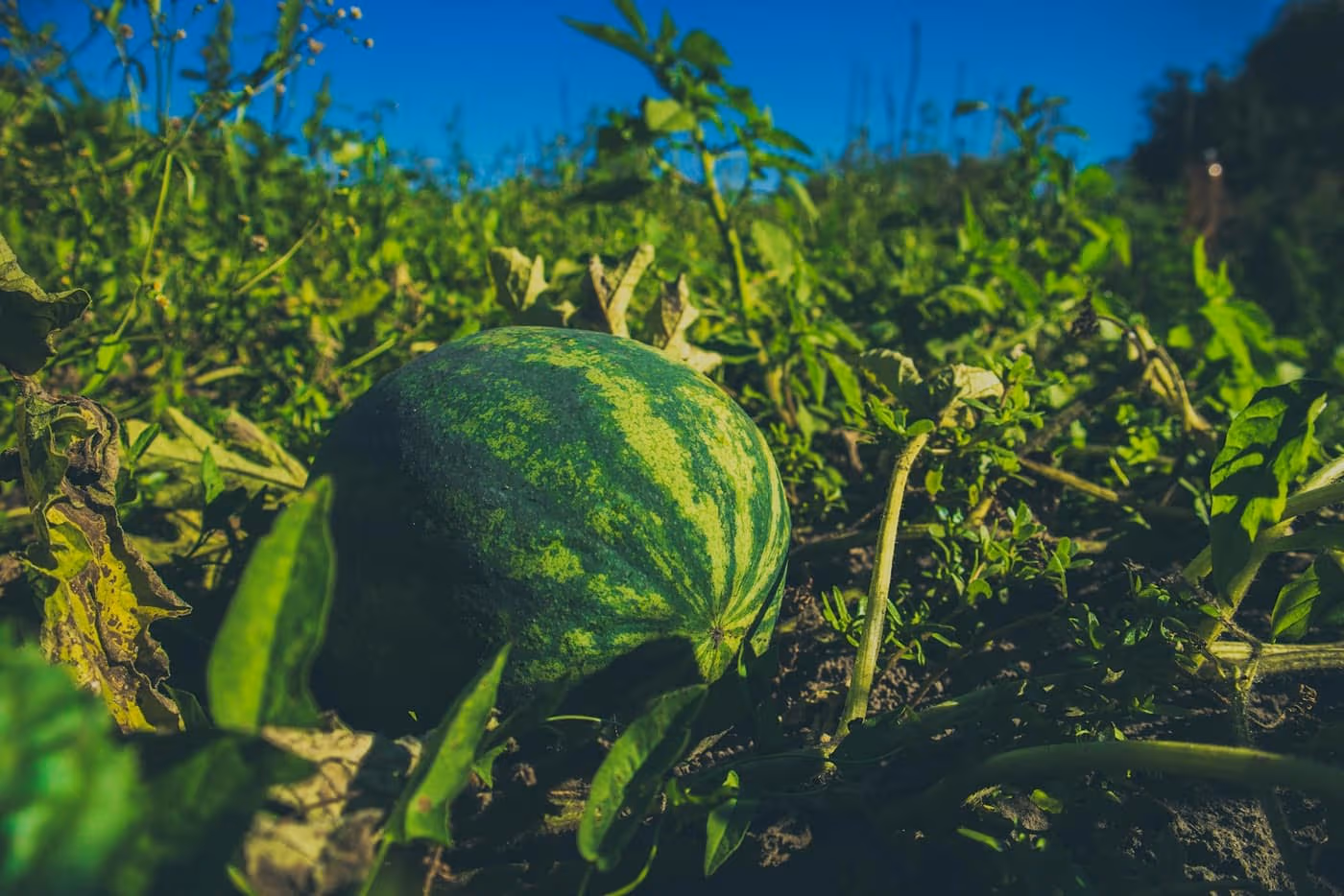 A round striped watermelon resting on the ground among trailing vines in a sunlit field
