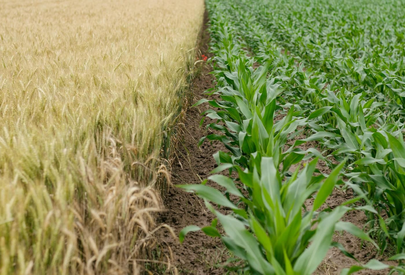 A field split down the middle between a golden ripening wheat crop and a young green maize crop growing in neighbouring rows