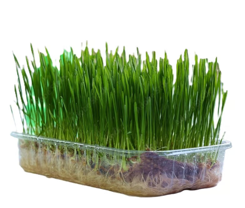 NSC Wheat Grass Microgreen -50 gram packet