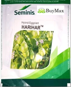 HARIHAR BRINJAL