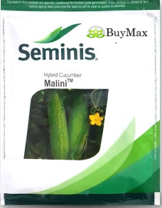MALINI CUCUMBER