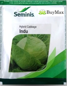 INDU CABBAGE