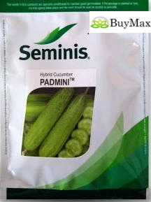 पद्मिनी ककड़ी