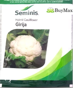 GIRIJA CAULIFLOWER