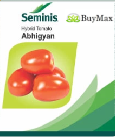 ABHIGYAN TOMATO (अभिज्ञान टमाटर )