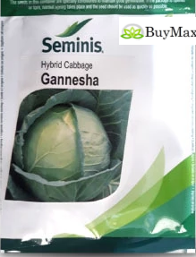 GANESHA CABBAGE