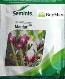 MANJARI BRINJAL