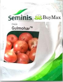 GULMOHAR ONION