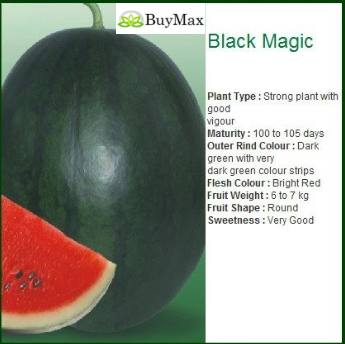 BLACK MAGIC WATERMELON