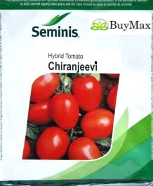 CHIRANJEEVI TOMATO ( चिरंजीवी टमाटर )