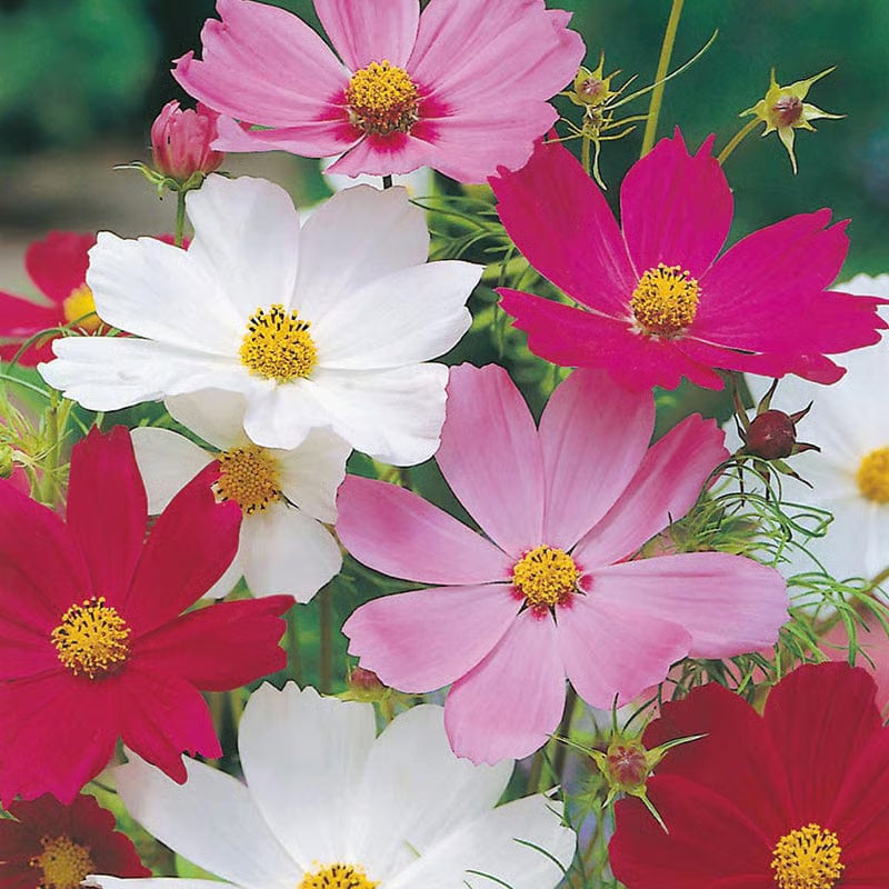NSC Cosmos sensation mix flower seed- 5 gram pack