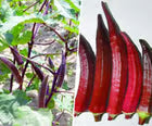 NSC Bhindi Kashi Lalima seed - 250 gm pack