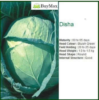 DISHA CABBAGE