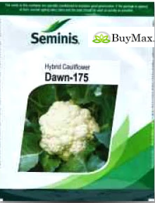 DAWN 175 CAULIFLOWER