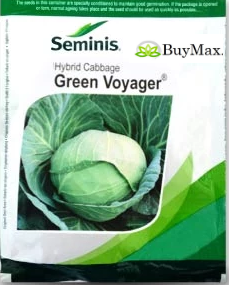 GREEN VOYAGER CABBAGE