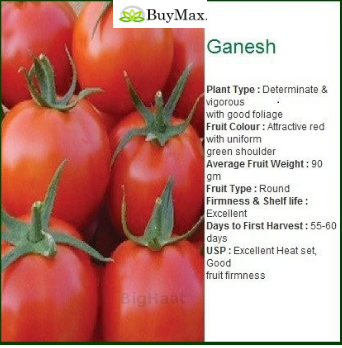 GANESH TOMATO (गणेश टमाटर )