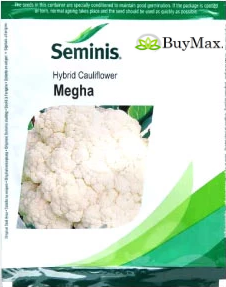 MEGHA CAULIFLOWER