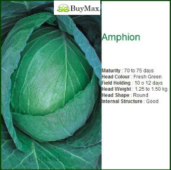 AMPHION CABBAGE